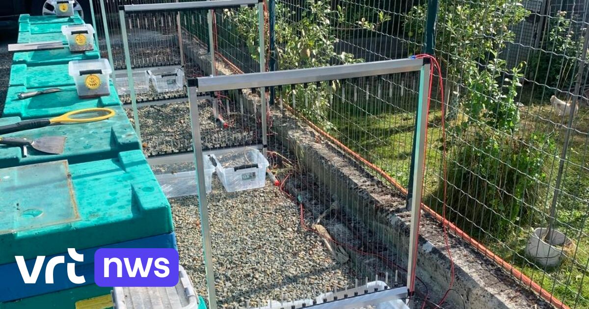 Imker in Erpe-Mere beschermt 43 bijenvolken met elektrisch geladen 'harpen' tegen Aziatische hoornaa