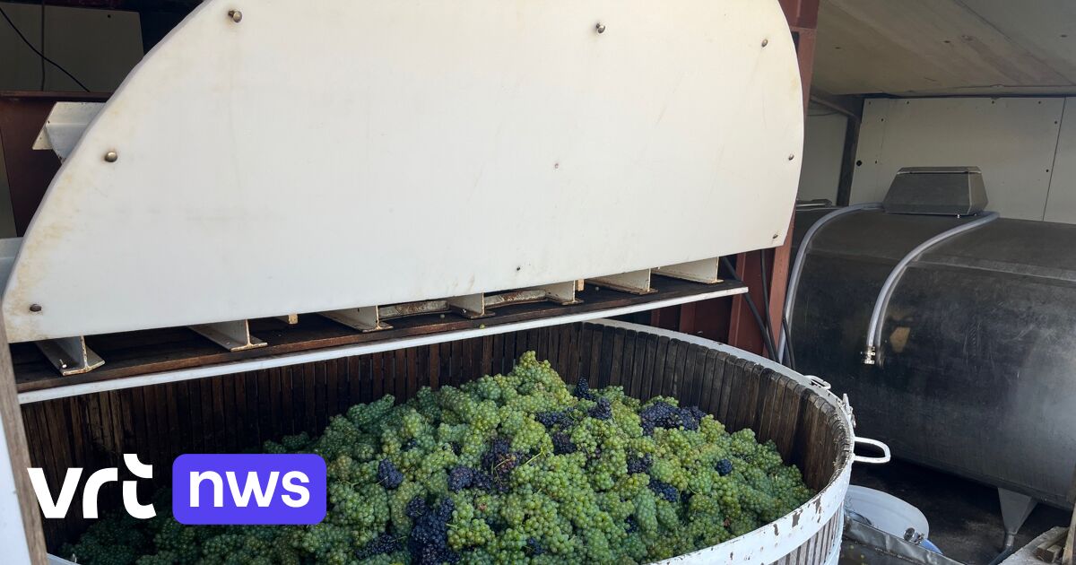 Trotz widriger Wetterumstände steuert der Weinbau in Limburg auf ein weiteres Rekordjahr zu: „Die Menge ist geringer, aber die Qualität ist erstklassig“