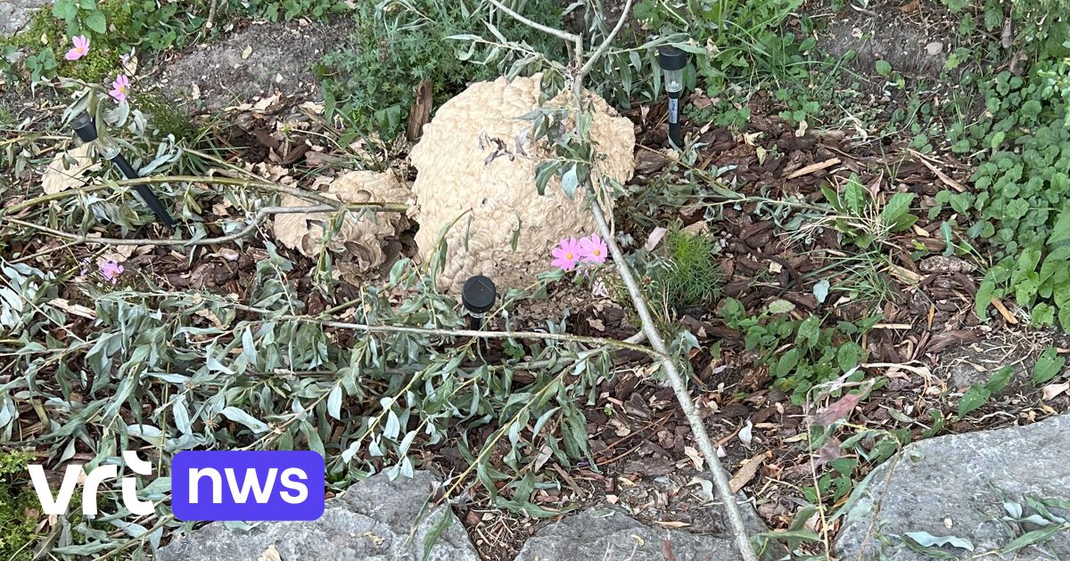 Inwoner Hoegaarden 25 keer gestoken door Aziatische hoornaars: vrijwilligers vernietigden dit jaar a