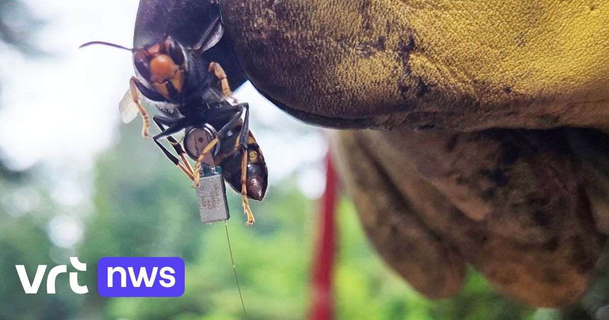 Zendertjes op Aziatische hoornaars sporen nesten op in Kalmthout: financiële steun van gemeente