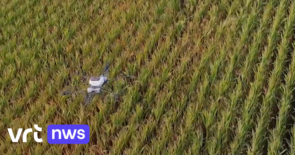 A Heist-op-den-Berg, des agriculteurs testent des drones qui permettent de semer avant la récolte précédente | VRT NWS: le site d’information de référence
