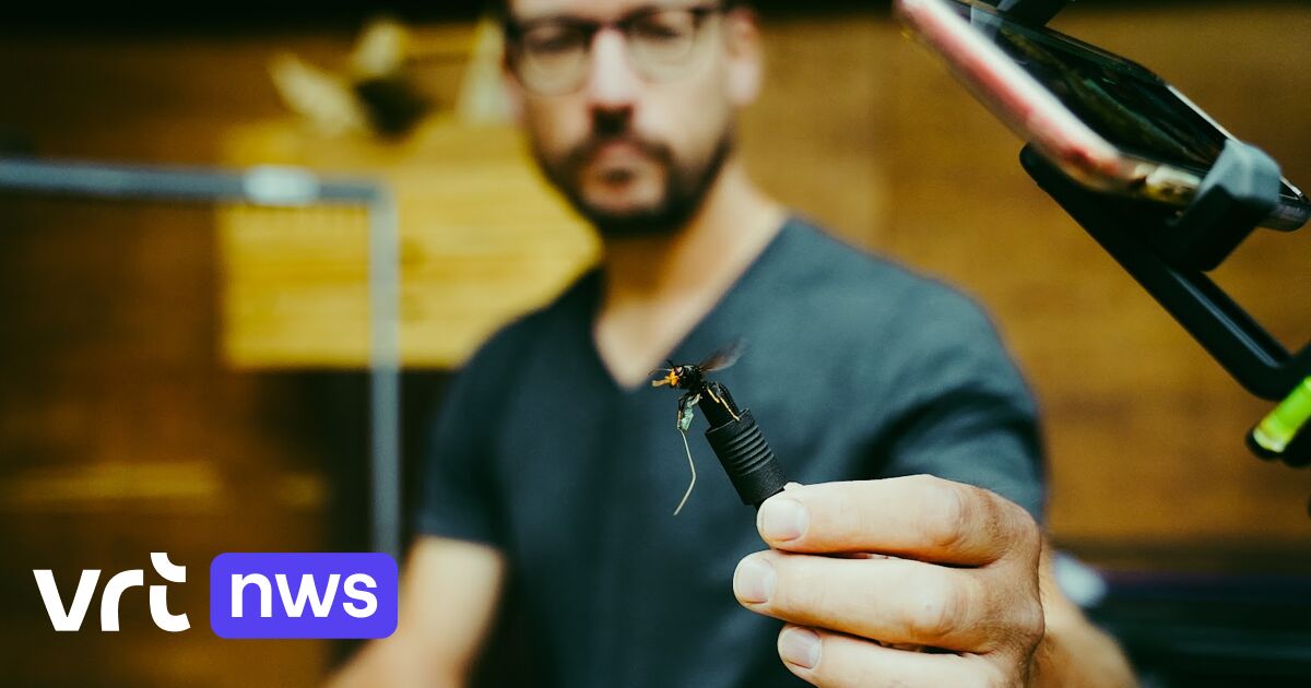 Imker Bart chipt Aziatische hoornaars: 