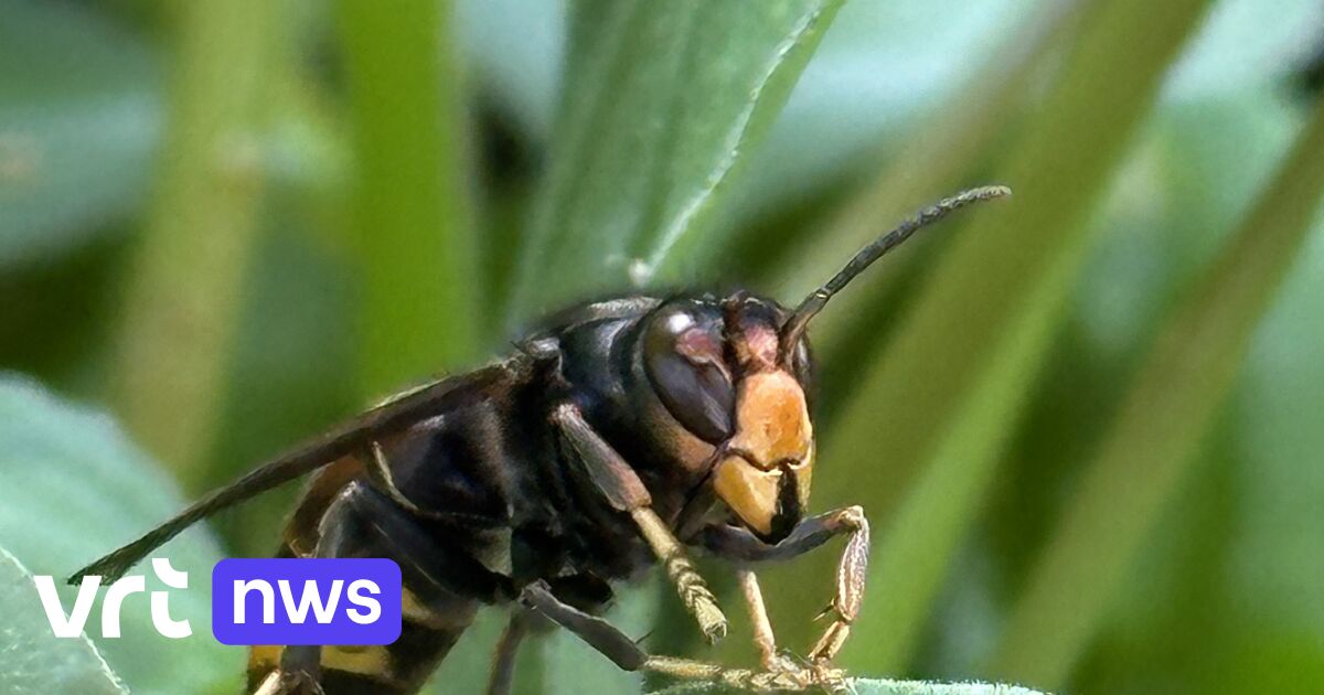 Limburgse Rotaryclubs en imkers starten campagne tegen Aziatische hoornaar met 5.000 vallen