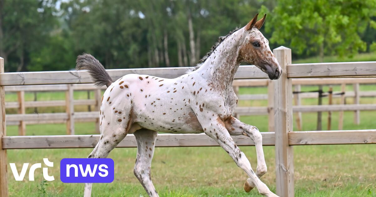 Halfbroer van duurste veulen ooit geveild voor 125.000 euro in Geel: ook koper uit Verenigde Arabisc