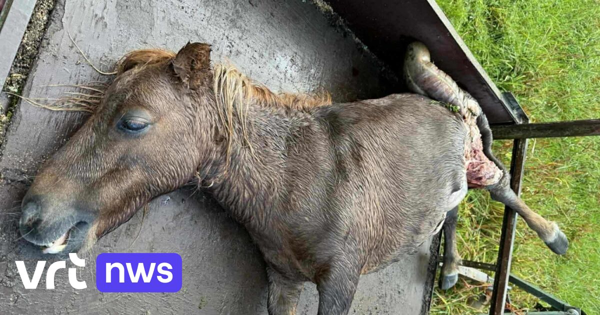 Dode pony aangetroffen in weide in Beringen, vermoedelijk het werk van een wolf