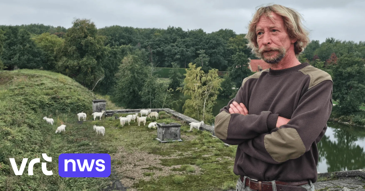 Geiten grazen op het Fort van Kessel: 