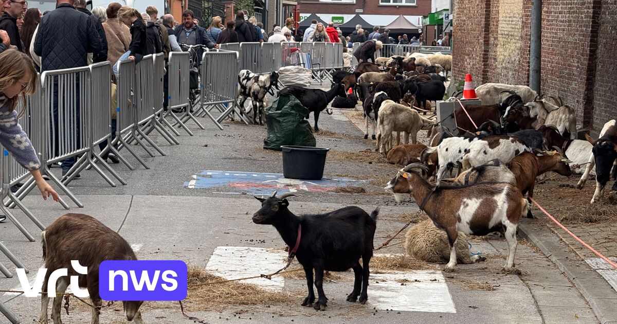 490 dieren strijden om de eer op jaarlijkse veeprijskamp in Bornem: "Het gaat hier echt om de eer"