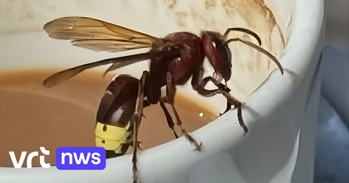 Oriëntaalse hoornaar opgemerkt in Zomergem, waarschijnlijk meegereisd uit Spanje