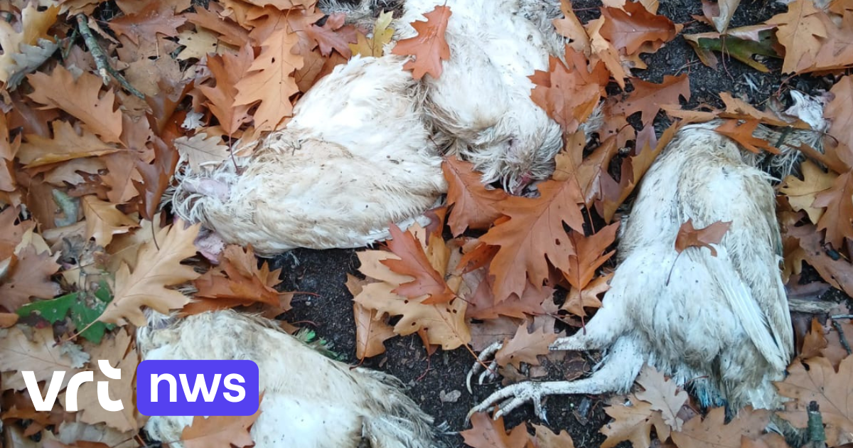 Honderden kippen gedumpt in Turnhoutse en Ravelse natuur, meldt Animal Rights: "Duidelijk afkomstig