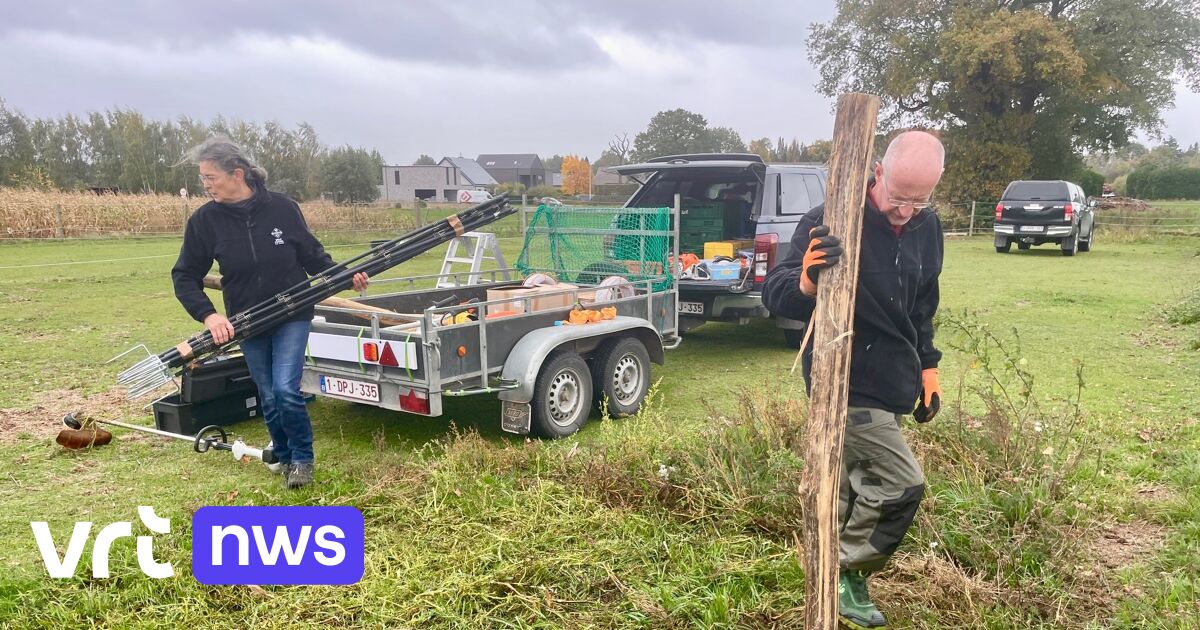 Al meer dan 533 wolfwerende omheiningen geplaatst: "We moeten nadenken over de kost van de wolf"