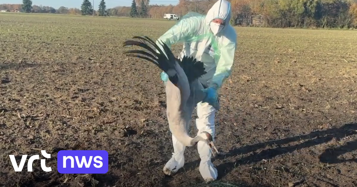 Natuurhulpcentrum Oudsbergen vraagt extra middelen voor ophaling van vogels met vogelgriep: 
