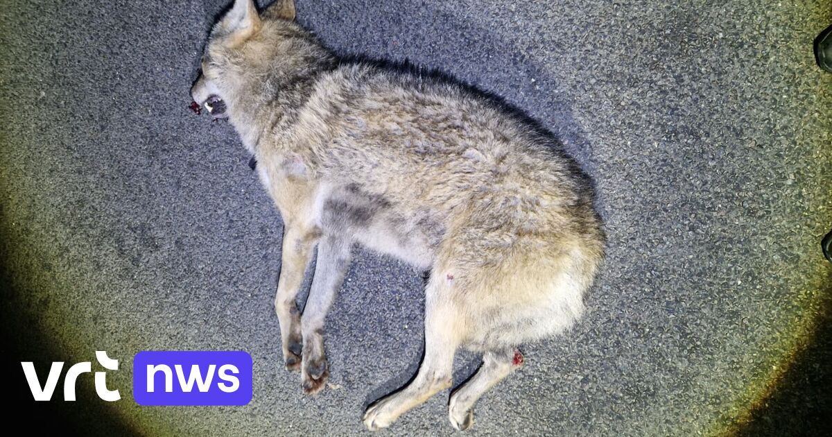 Wolf doodgereden in Geel: 