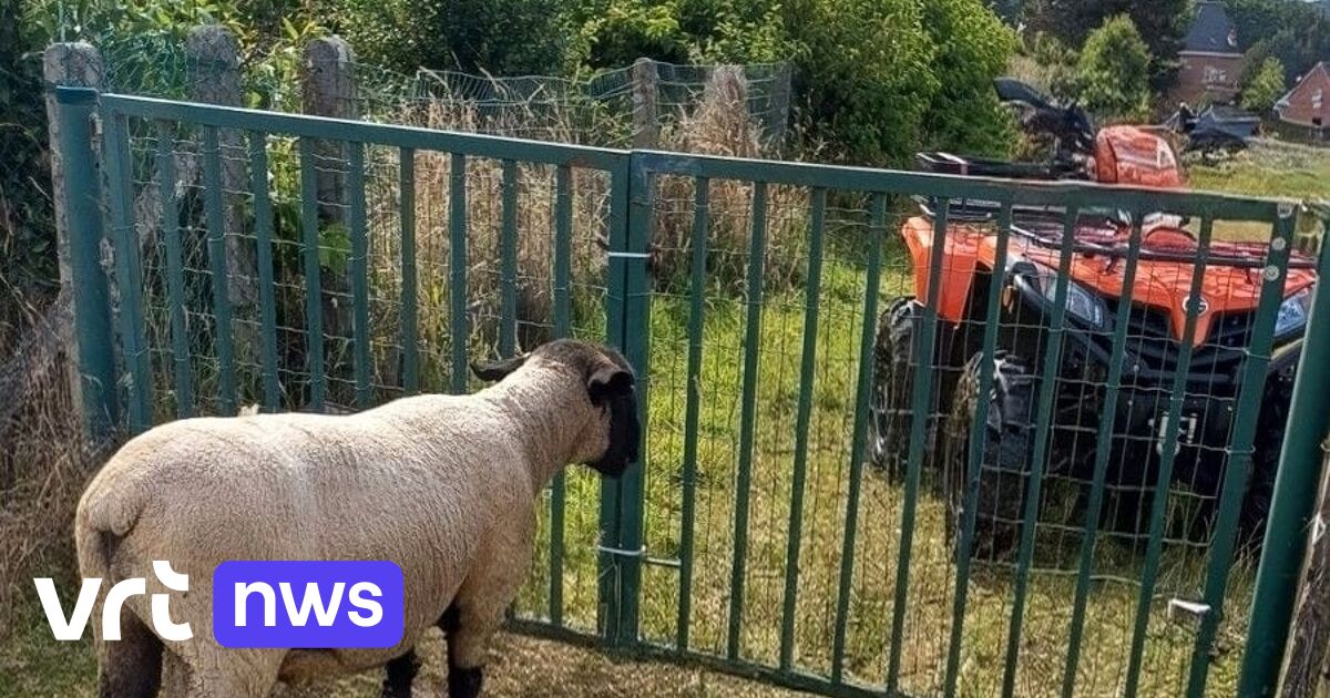 Dekram van 80 kilogram verdwenen uit weide in Dworp: 