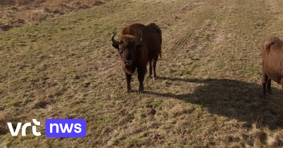 Natuur en Bos gaat Europese bizons uitzetten in Nationaal Park Bosland: 