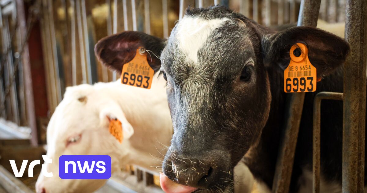 Boer uit Aalst krijgt 6 maanden celstraf met uitstel en levenslang verbod op houden van dieren na he