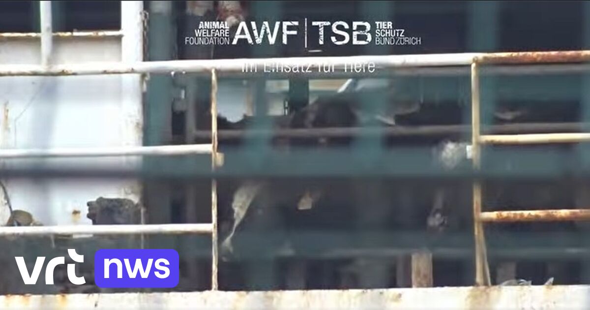 Al minstens 58 runderen bezweken op geblokkeerd schip voor kust van Turkije, zegt Animal Welfare Fou