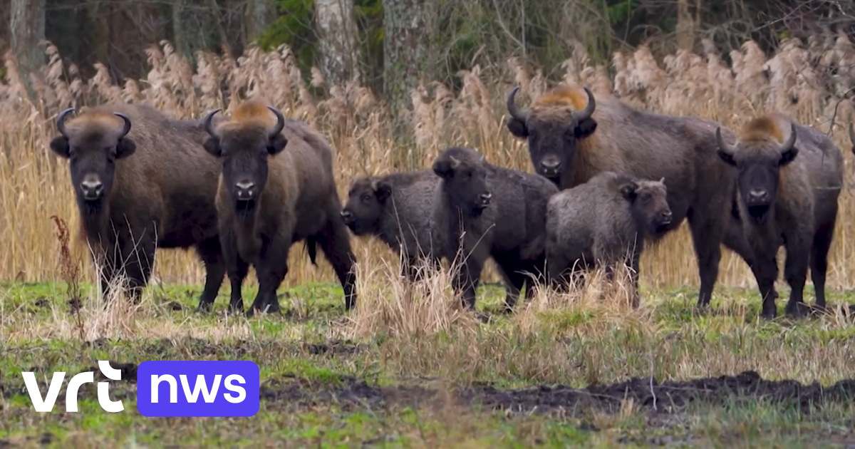 Flanderns Umweltverband siedelt Wisente im Nationalpark Bosland in der Provinz Limburg an