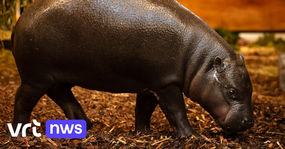 Dwergnijlpaard Dabou aangekomen in Antwerpse zoo: 
