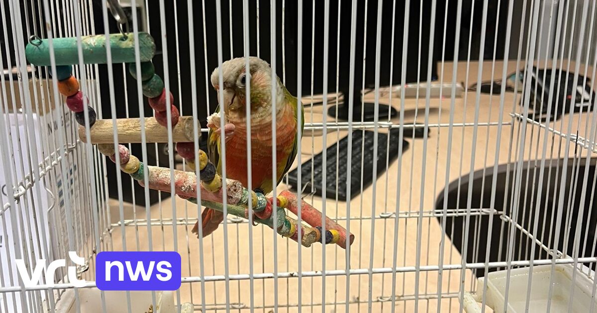 Bijzonder opsporingsbericht bij politie Veurne: eigenaar van papegaai met kooi wordt gezocht