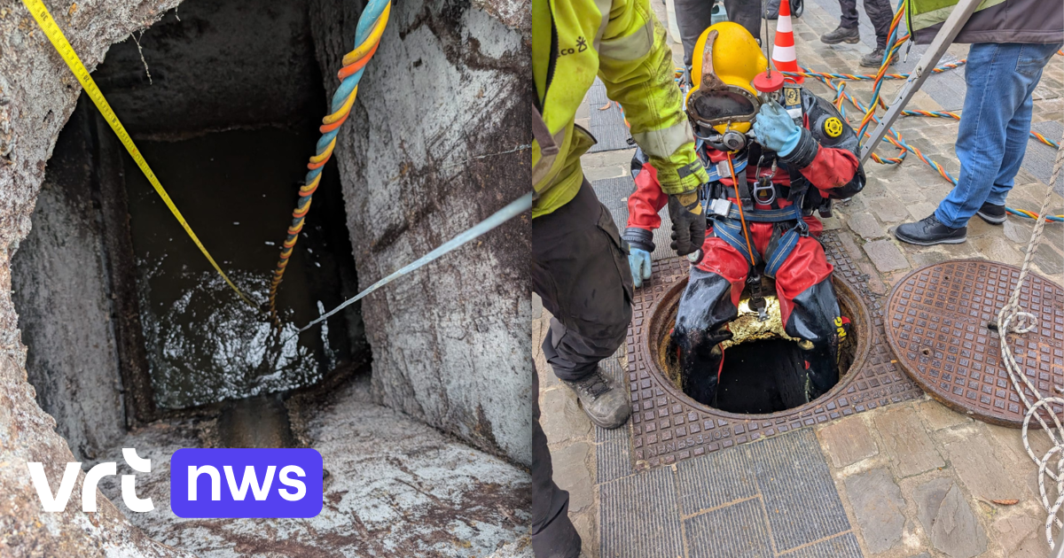 Duiker daalt af in Hasselts riool op zoek naar verstopping: 