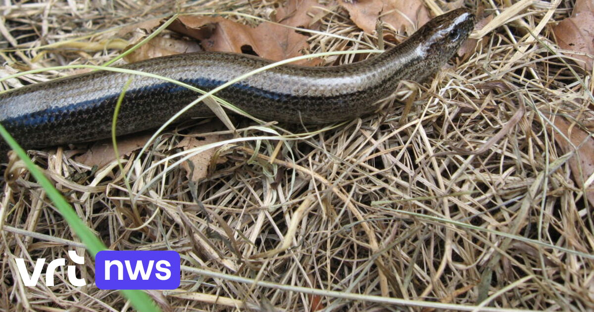 Herstelwerken moeten droge heide in natuurgebied De Groene Delle in Lummen en Hasselt redden