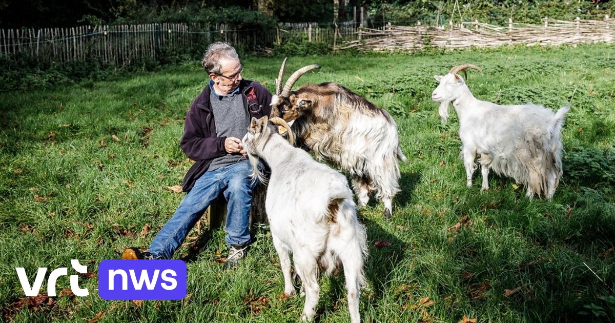 Ontsnapte honden bijten 2 geiten dood in Grimbergen: 