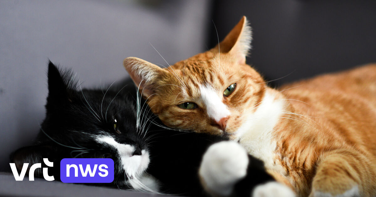 Socialer dan we denken en amper nog 'wild': deze ideeën over katten kloppen niet