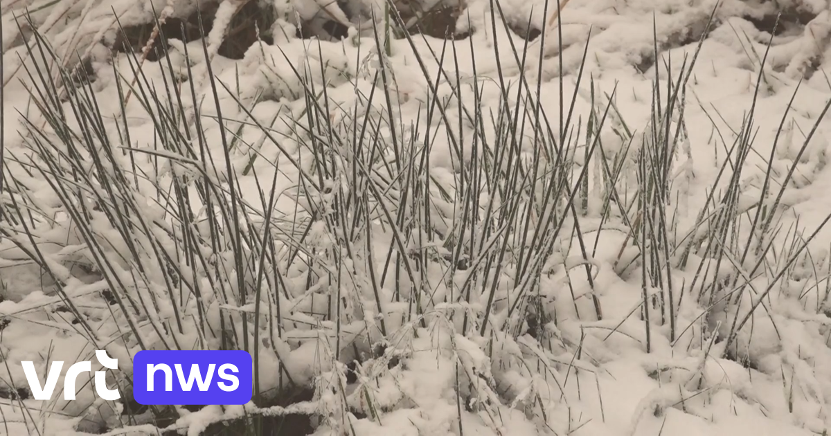 Am höchsten Punkt des Landes: Der erste Schnee in Belgien