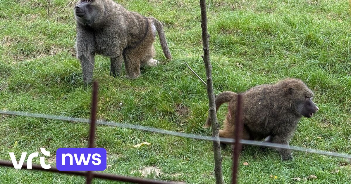Zonnegloed in Vleteren vangt te veel dieren op: 