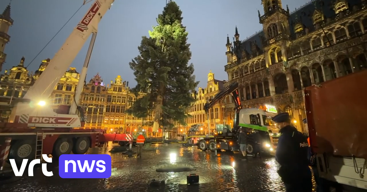 Der Brüsseler Weihnachtsbaum kommt dieses Jahr aus Sint-Katelijne-Waver