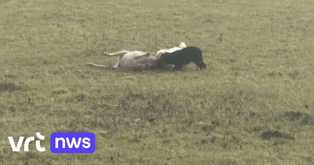 Loslopende honden bijten drachtig schaap dood in Sint-Pieters-Kapelle: 