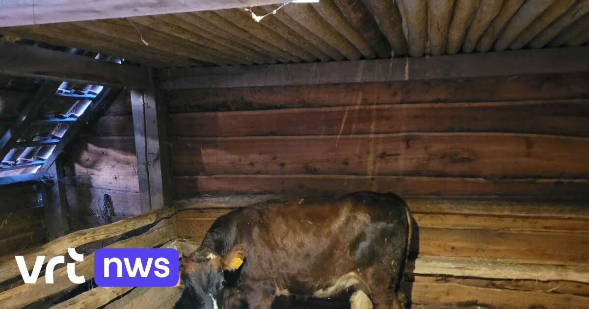 Kerststal met levende dieren in Tongerlo: 