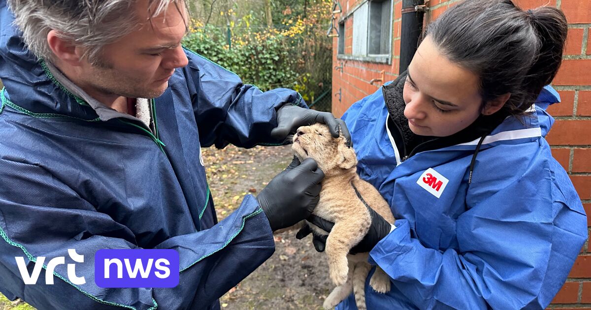 Zwei Löwenbabys im Bellewaerde-Zoo geboren – erstmals seit 18 Jahren