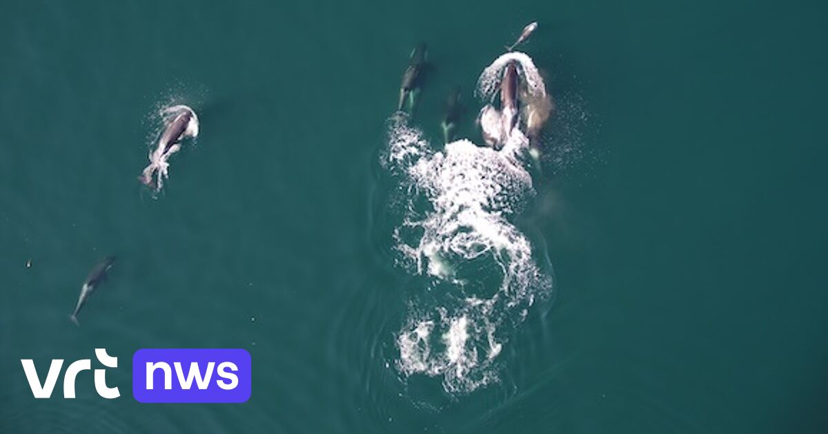 Voor het eerst in beeld: orka's en dolfijnen jagen samen op zalm