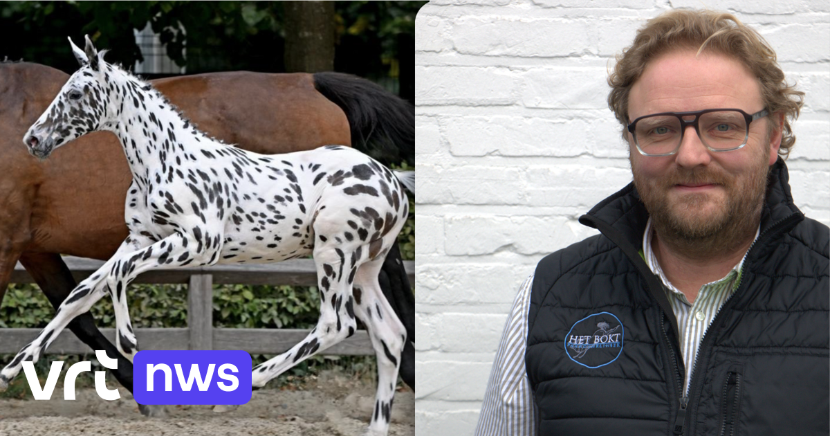 Hoe gaat het nog met het duurst verkochte veulen in ons land, en met zijn verkoper?