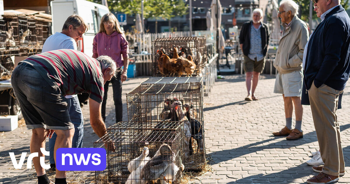Einde van een tijdperk: geen dieren meer te koop op de Oude Beestenmarkt in Gent