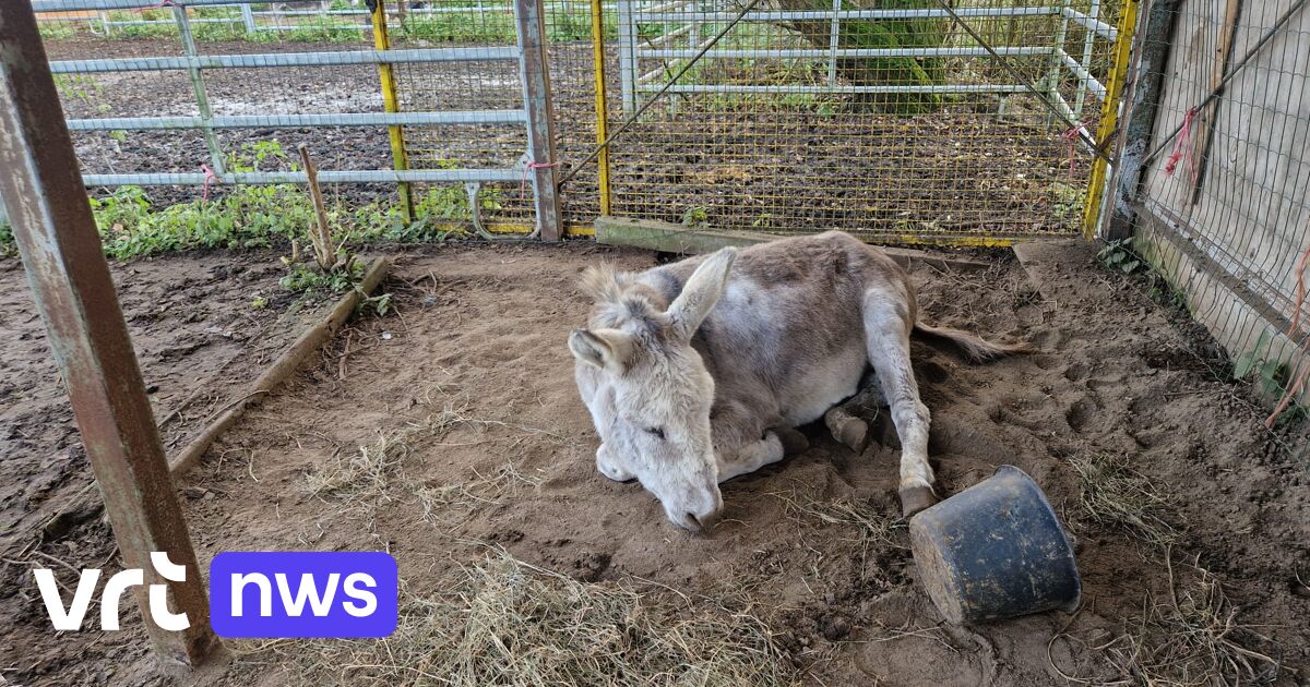 Ezelopvangcentrum Anegria in Sint-Gillis-Waas blijft gesloten door onbekende ziekte bij dieren: al 4