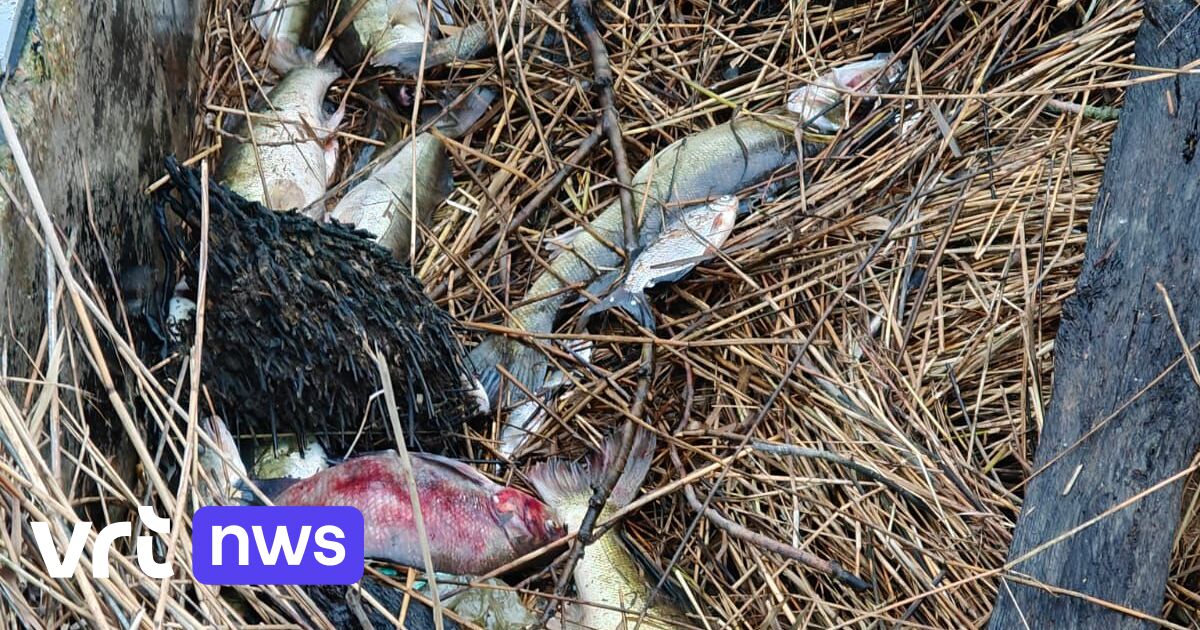Vissers merken tientallen dode vissen op in zijarm van Spaarbekken in Nieuwpoort