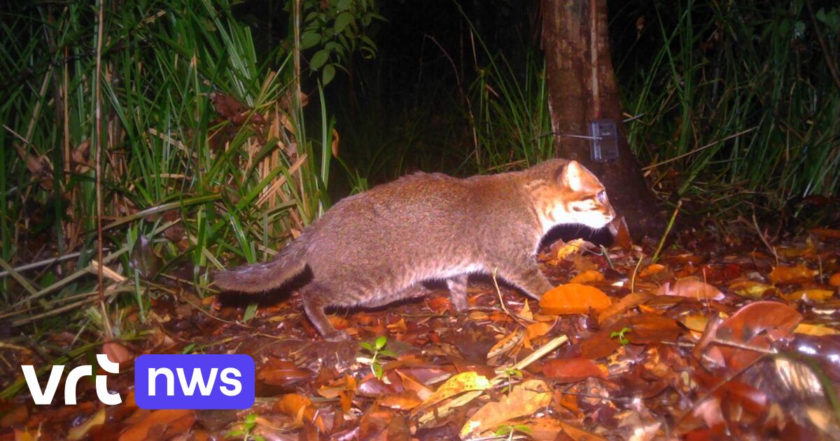 Zeldzame bedreigde platkopkat na bijna 30 jaar opnieuw gezien in Thailand