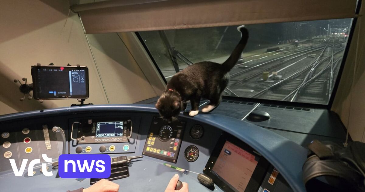 Onverwachte passagier op kerstdag: Nederlandse kat Jack springt mee op laatste trein naar Schiphol