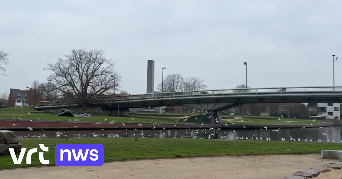 Koude zeewind drijft honderden meeuwen naar Leie in Kuurne en Kortrijk: 