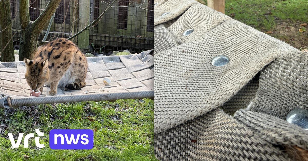 Studenten maken hangmatten van oude brandweerslangen voor dieren in De Zonnegloed in Vleteren