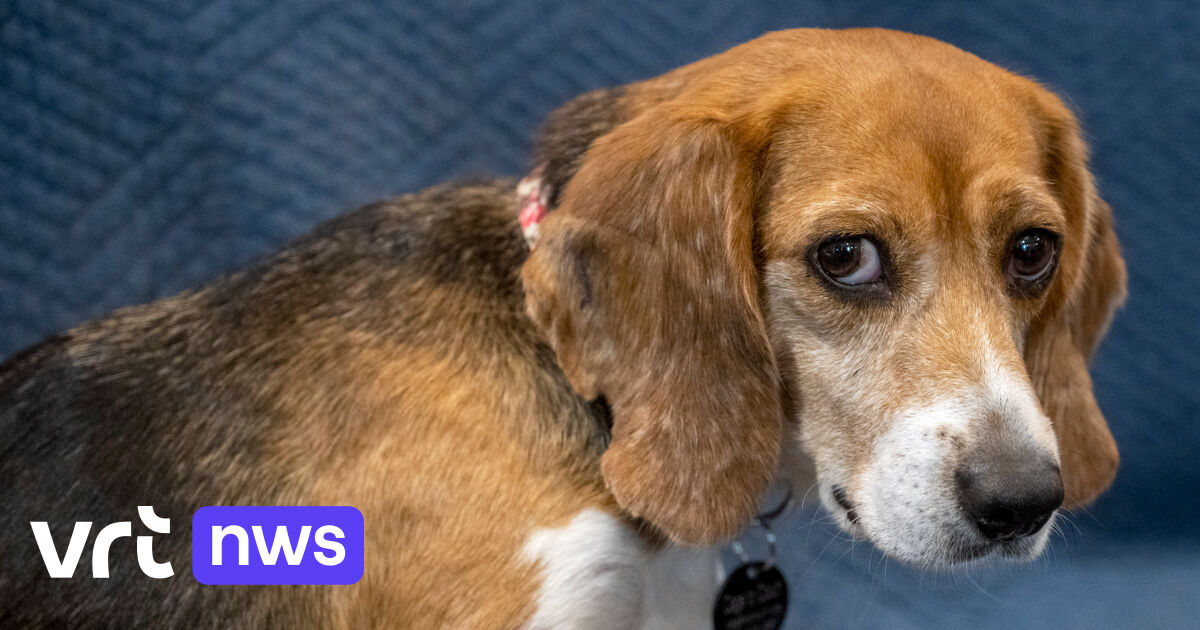 Nederlanders met huisdieren gaan op hotel bij Schiphol om vuurwerk te ontwijken: 