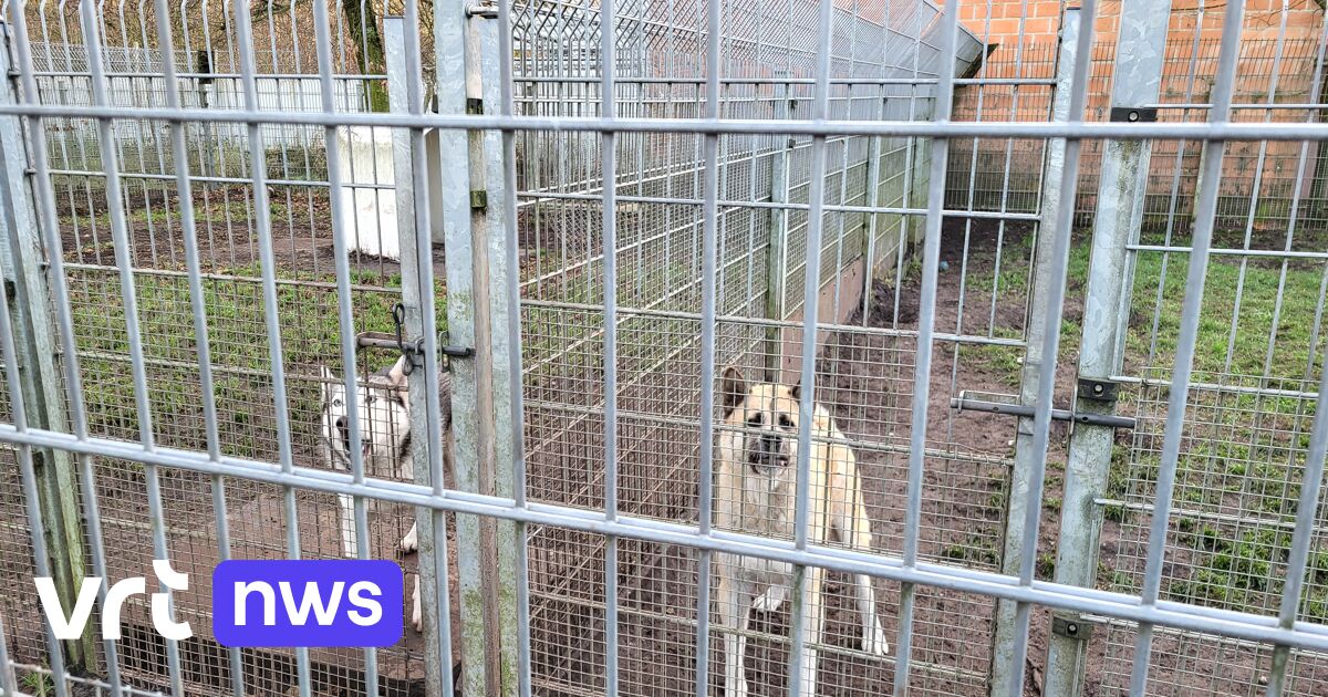 Geen eindejaarsfeest, wel een nachtje in dierenasiel in Ravels: vrijwilliger Jef blijft bij bange di