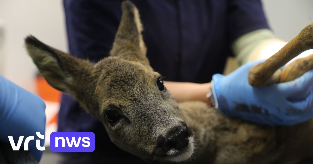 Natuurhulpcentrum Oudsbergen houdt nachtploeg paraat tijdens oudejaar: 
