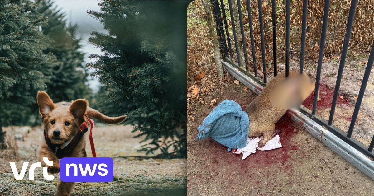 Minder honden weggelopen door vuurwerk in Limburg, ree loopt zich vast in poort