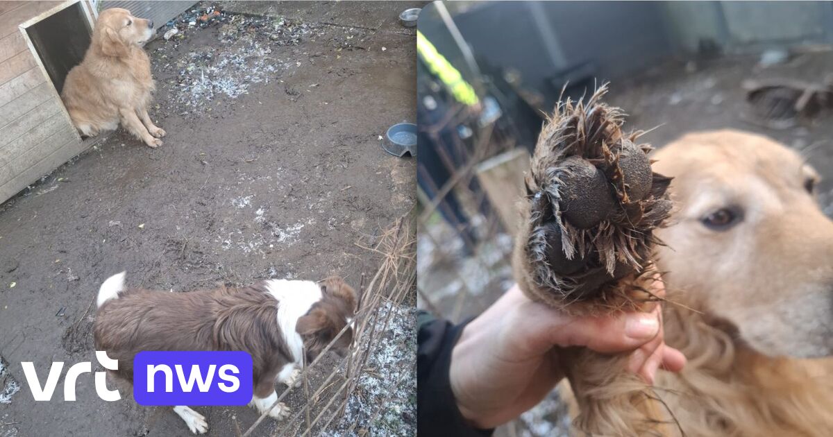 Politie neemt 2 verwaarloosde honden in beslag in Ekeren: 