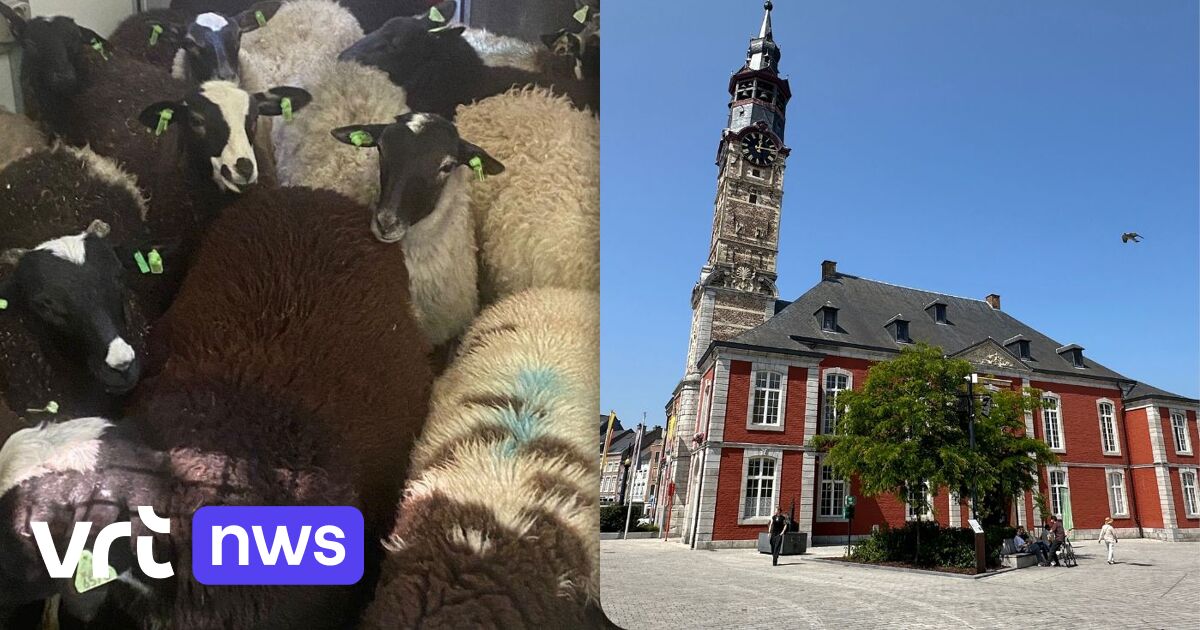 Sint-Truiden werkt aan reglement om tijdelijk verbod op het houden van dieren in te voeren