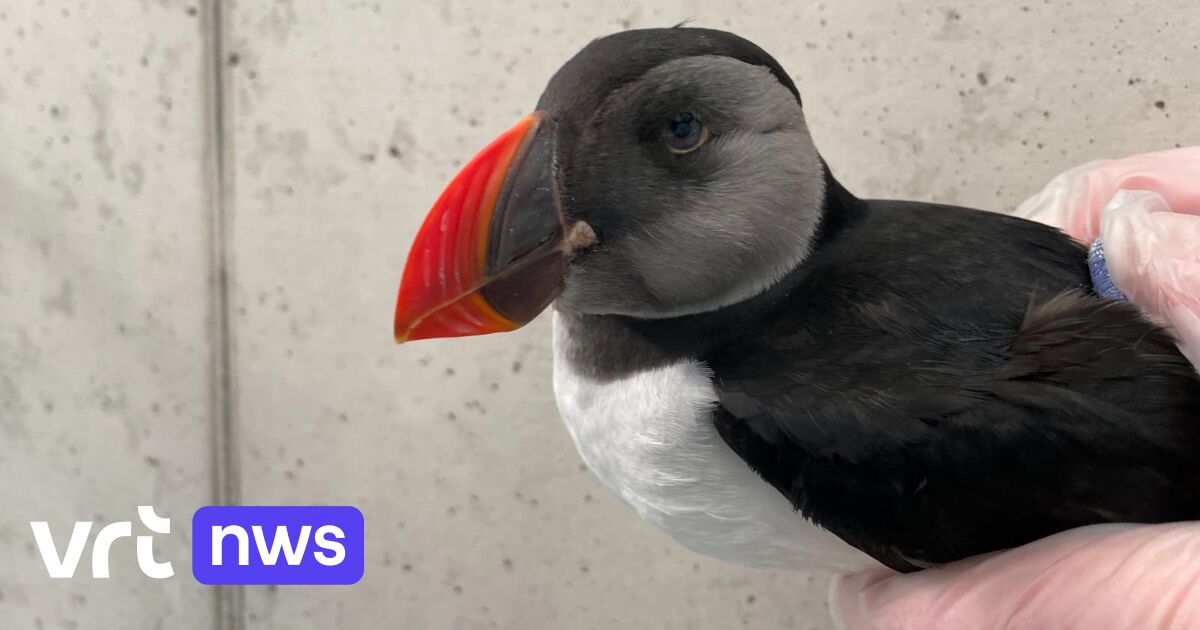 Al opvallend veel verzwakte vogels in Oostende dit jaar door koudeprik en storm