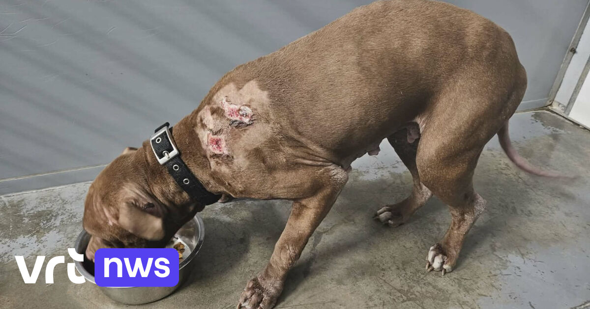 Zwaar verwaarloosde hond in beslag genomen in Gingelom: 